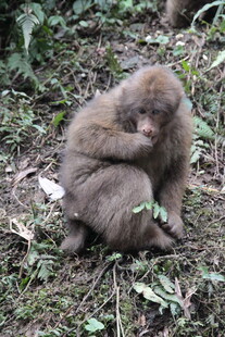 草地上抱膝而坐的小猴子
