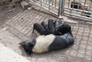 几只猪躺地休息