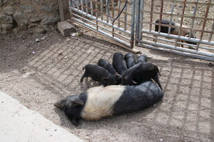 几只小狗在地面上休息