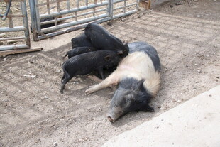 小猪依偎大猪温馨画面