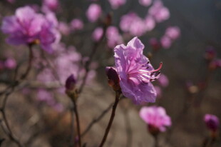 绽放的紫色杜鹃花