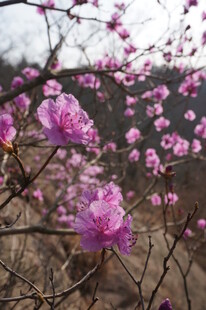 山间绽放的美丽粉色花朵