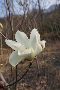 洁白玉兰花绽放于枝头