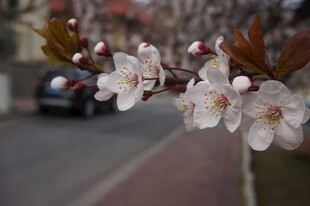 枝头绽放的洁白春花