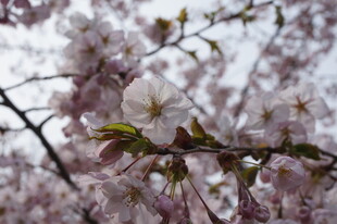 枝头绽放的美丽樱花