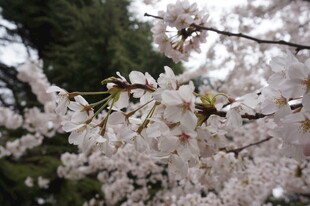 烂漫樱花枝头绽放