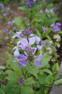 紫色小花绽放绿意间