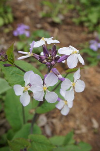 白色小花绽放于绿叶间