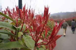 路边红嫩植物引人注目