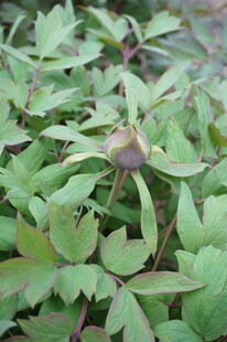 绿叶丛中的紫色植物