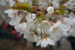 垂挂的洁白樱花