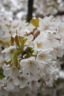 绽放的美丽白色樱花