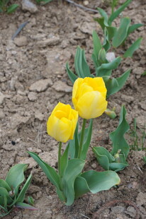 两朵绽放的黄色郁金香