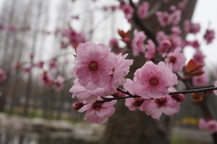 枝头绽放的娇艳粉色花朵