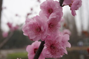 枝头绽放的粉嫩桃花