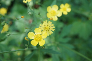 黄色小花绽放于绿意间