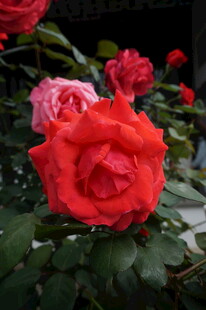 娇艳绽放的多彩玫瑰花