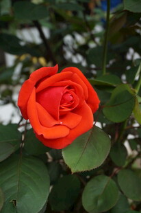 娇艳橙玫瑰绽于绿叶间