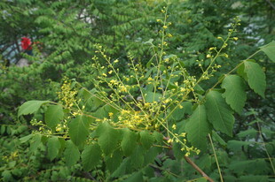 绿叶丛中的黄色小花