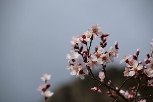 枝头绽放的粉嫩花朵