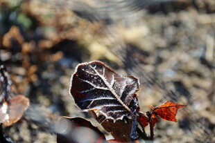 枯叶上的精致纹理