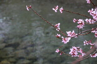 溪边绽放的粉嫩桃花