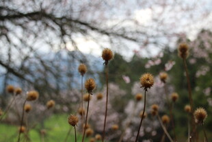 野外绽放的绒球状植物