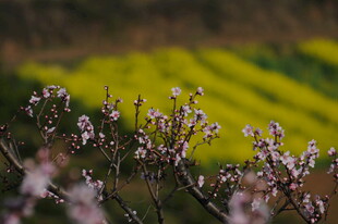 春日繁花与金黄田野
