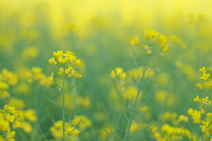 金黄油菜花田的美丽景致