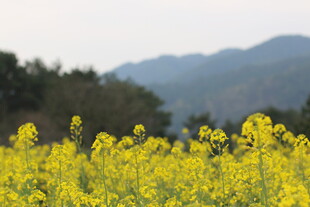 金黄油菜花田与远山美景
