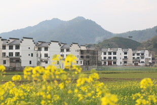 田园村落旁的灿烂油菜花