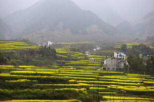 山间梯田油菜花乡村美景