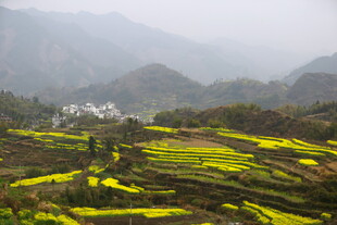 山间梯田油菜花美景