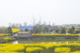 春日乡村油菜花海美景