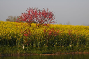 田野中独树绽放艳丽花朵