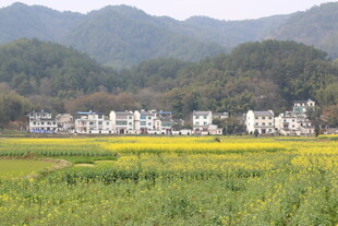 田园山村美景