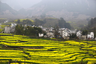 山间油菜梯田中的村落