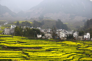 山间油菜田与村落美景