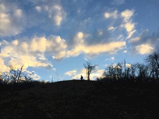 黄昏下的旷野与稀疏树木