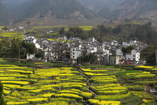 皖南田园风光 油菜与村落