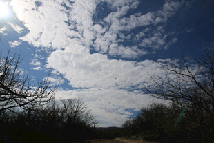 蓝天枯枝间的白云美景
