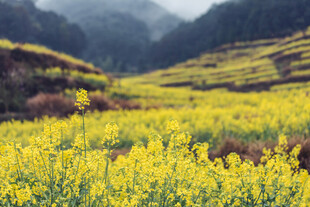 婺源金黄油菜花海 山间美景