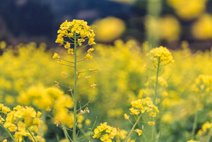 婺源春日油菜花田美景