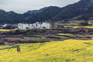 春日田野中的乡村美景