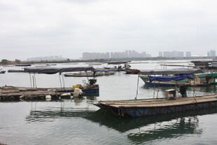 湛江宁静码头 水面停泊船只