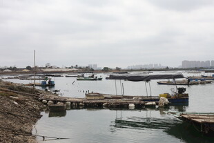 湛江江边码头船只停泊景象