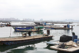 湛江港口停泊的多艘船只