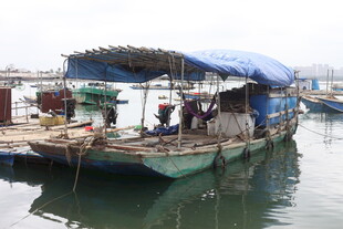 湛江停泊在码头的特色渔船