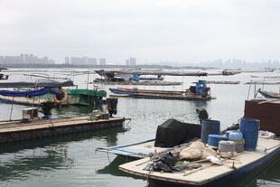 湛江港口停泊的多艘作业船只