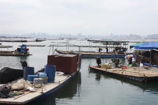 湛江港口停泊的船只景象